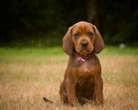 Redbone Coonhound Puppy Pictures